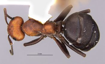 Media type: image;   Entomology 33833 Aspect: habitus dorsal view